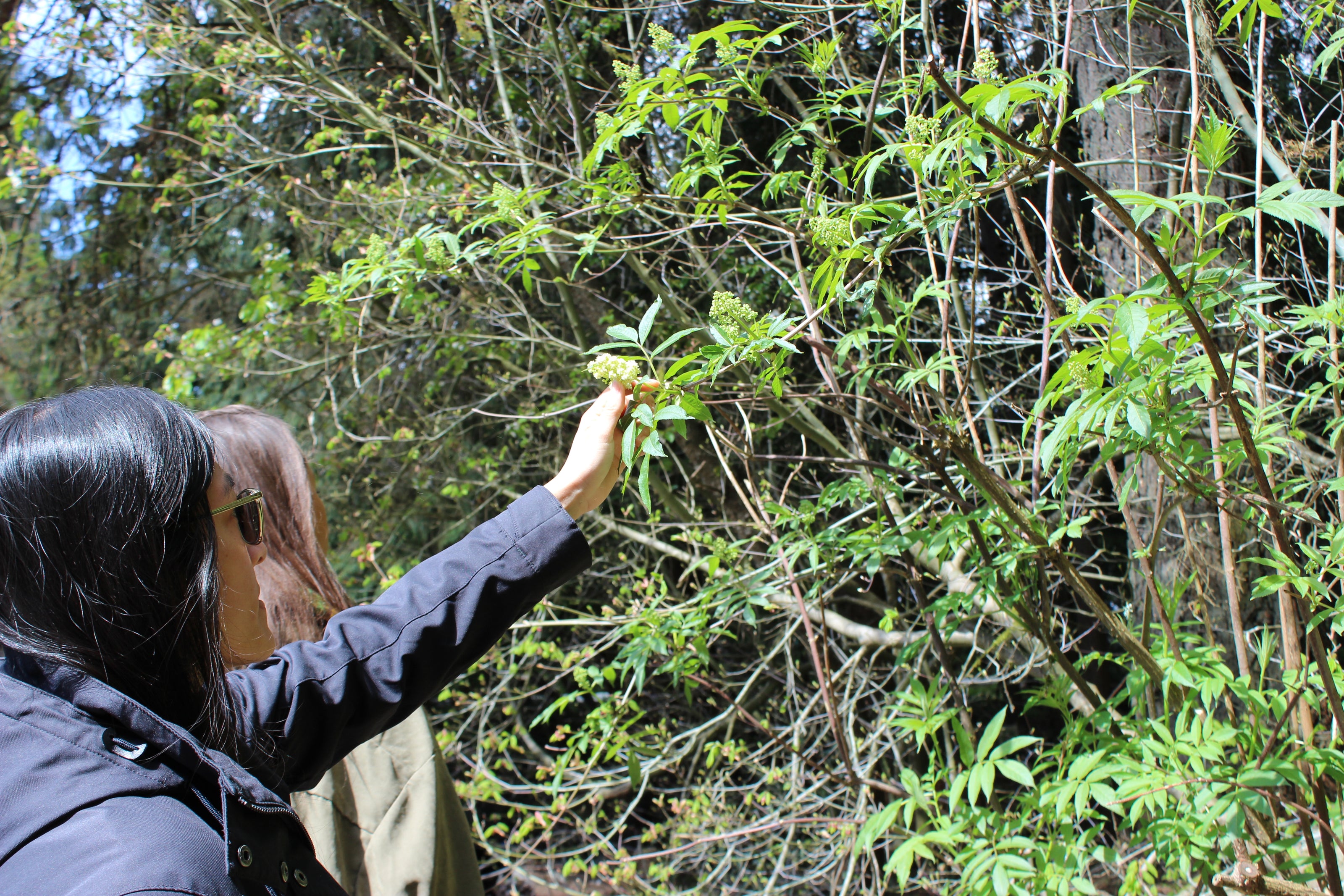 Person in a forest reaching out to touch a branch