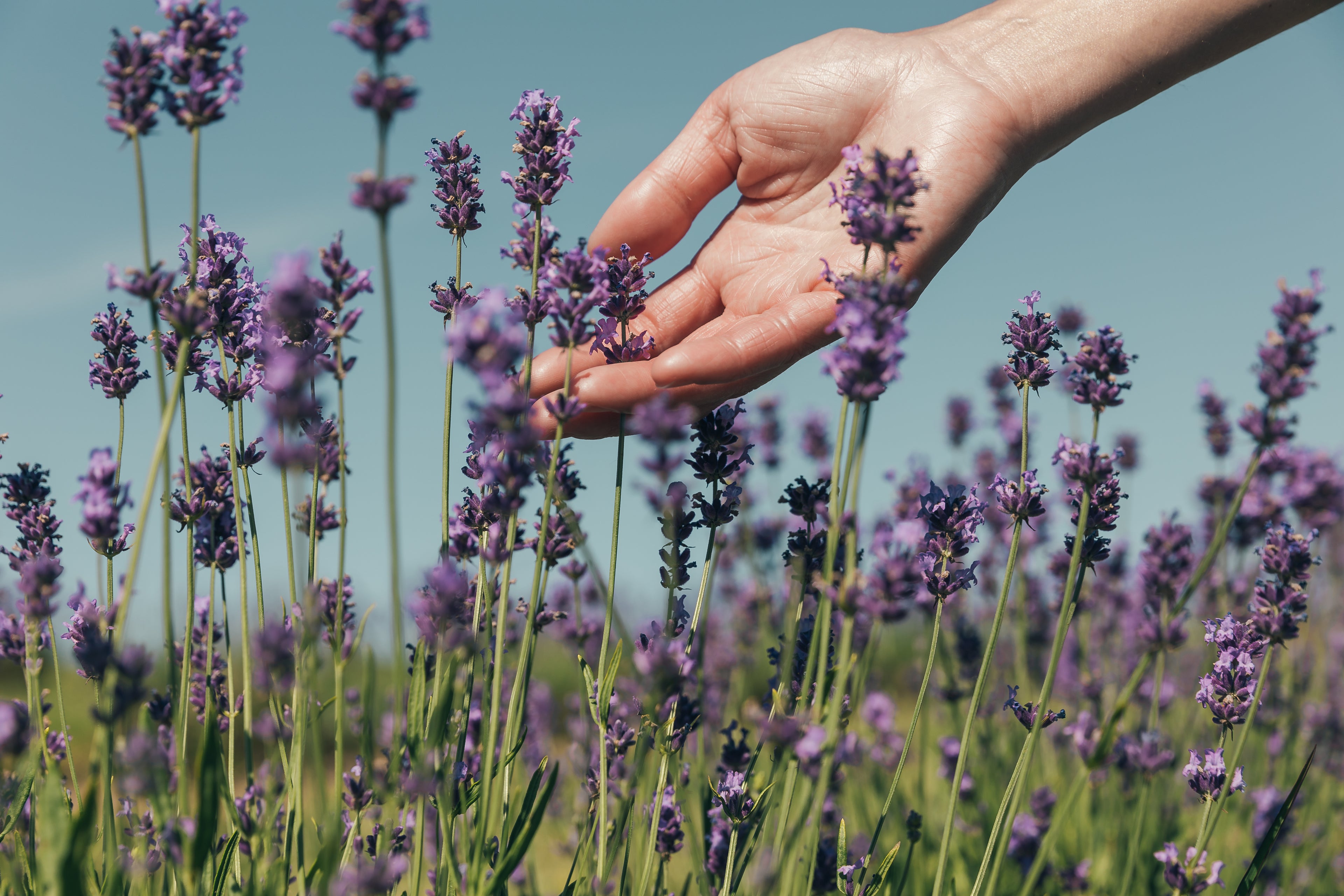 hand in a field of lavender flowers